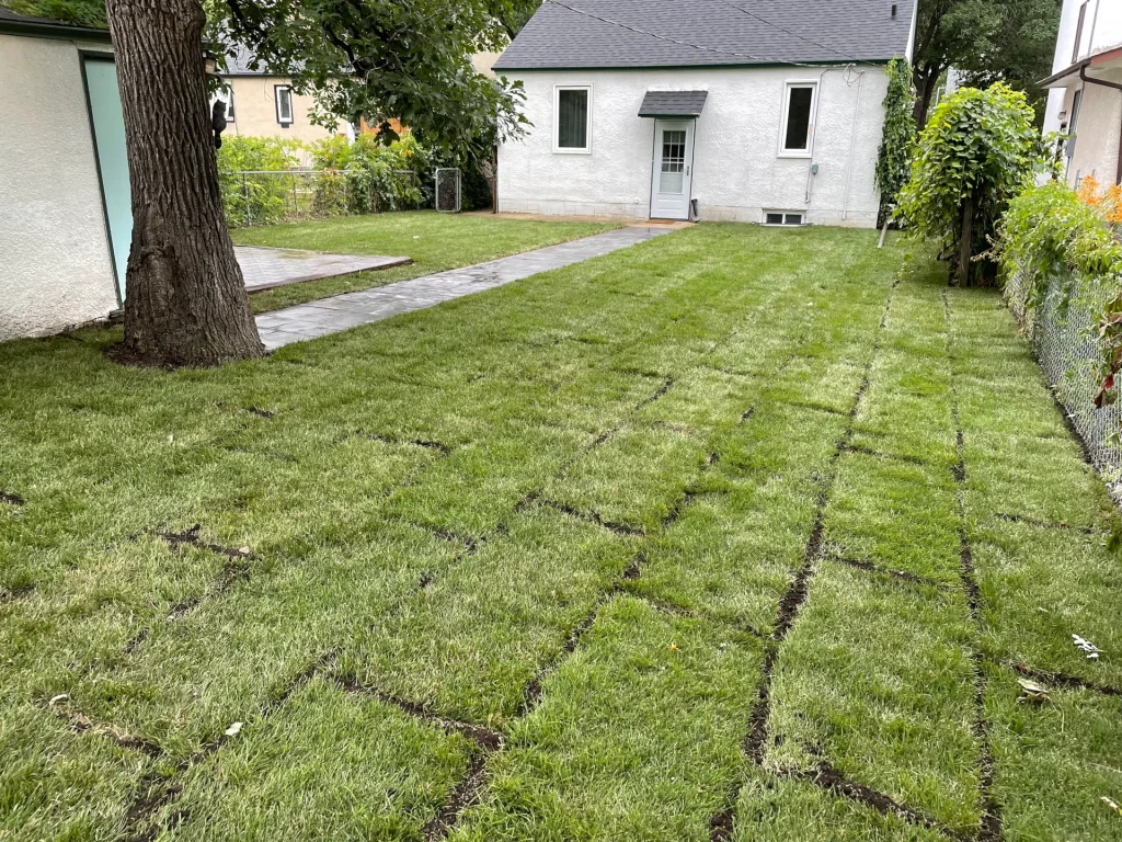 freshly sodded lawn