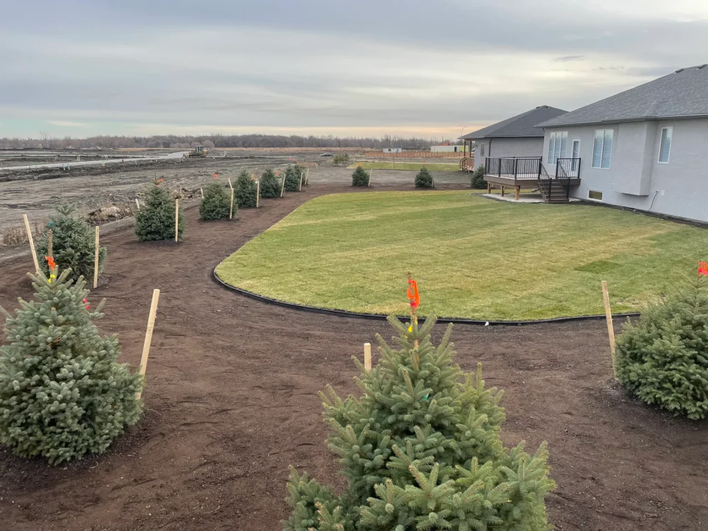 freshly planted trees and sodded grass in backyard